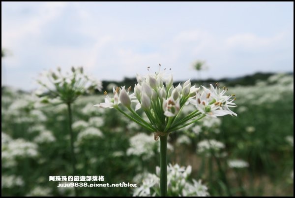 大溪左岸自行車道｜中新里韭菜花海超浪漫｜1101558