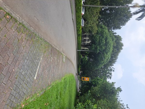 台大椰林步道2591258