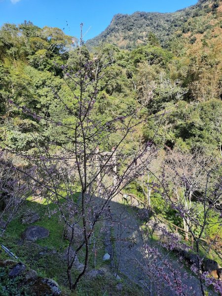 《嘉義》靜謐森林｜迷糊步道+福山古道202101231245458