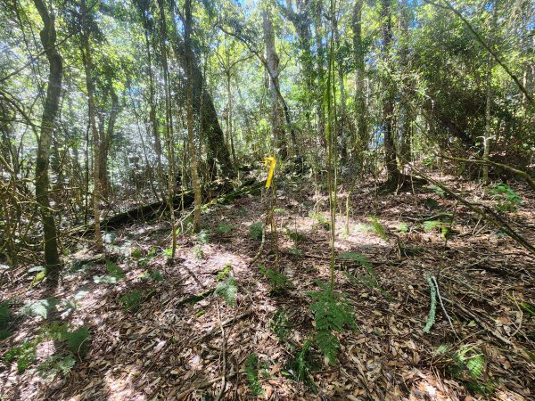 20250216水社大山潭南線2746130