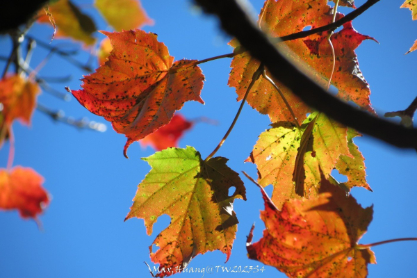 《台中》秋紅約定｜鳶嘴稍來山步道賞台灣紅榨槭2023