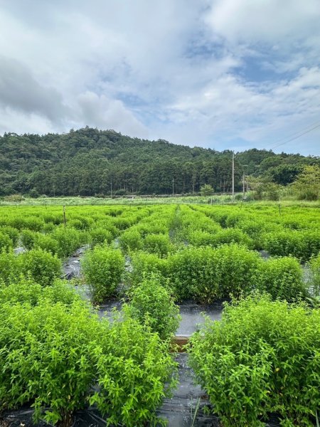 三針後山、雙連埤犬香薷節2592706