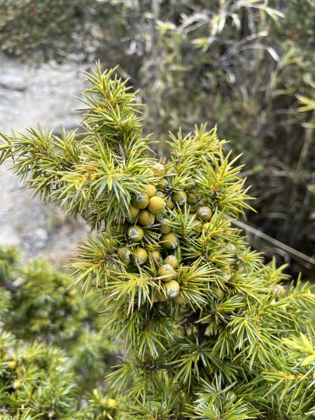 【山の紀事】高山植物花卉2224658