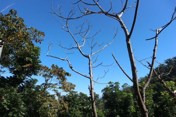 台中頭嵙山1號-5號-2號步道224666