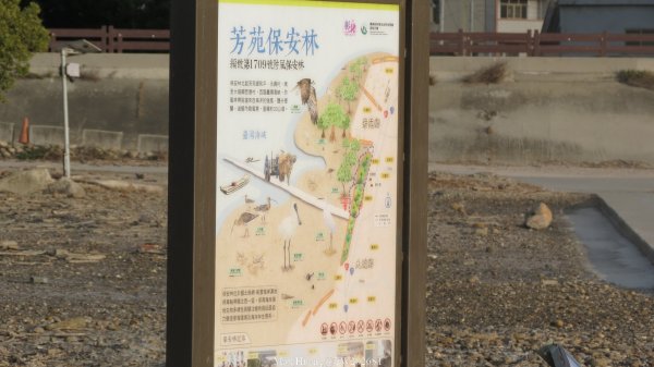 《彰化》海空夕照｜王功燈塔及芳苑海空步道健行賞冬候鳥202601102980333