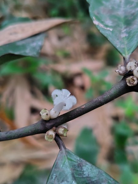 龍過脈森林步道2783811