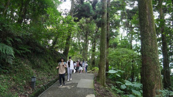 東眼山登山健行趣(小百岳22號)1544310