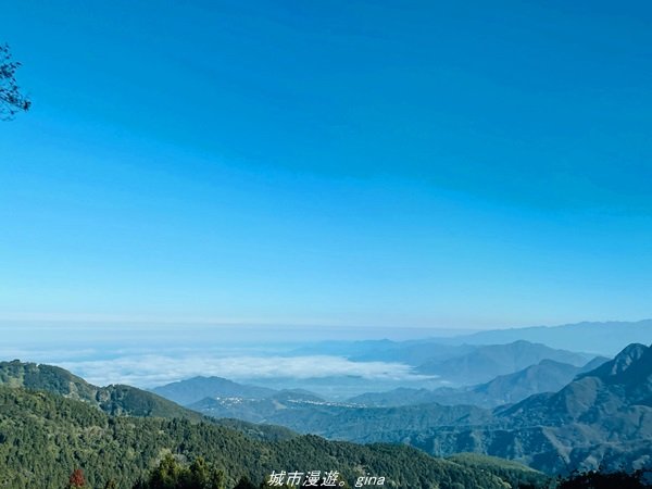 【南投。竹山】茶園竹林巨木櫻花景緻很美(四連峰)。 小百岳集起來。 編號54小百岳金柑樹山1624809