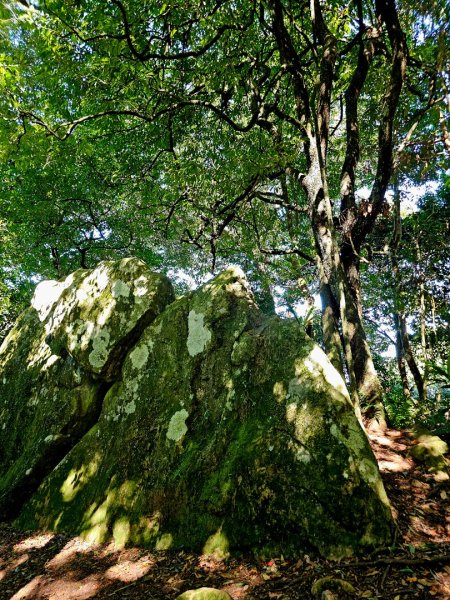 油羅山-2025森遊竹縣皮皮獅探險隊2910092