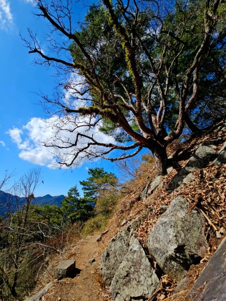 東卯山-谷關七雄(老五)2991591
