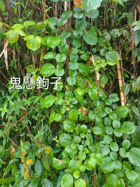 再訪雙林山、杜仔湖步道、雙子山2817927