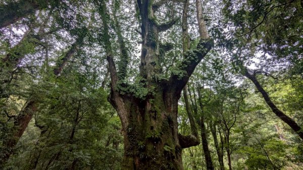 司馬庫斯巨木步道2861087