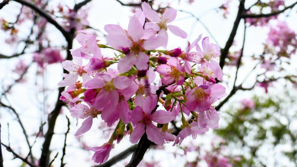 《西江月。竹子湖春》2721791