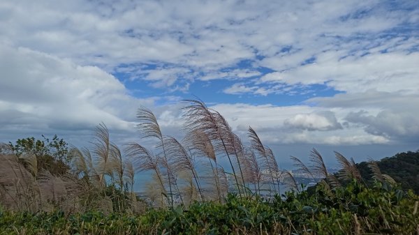 走在雲端，漫步林梢∥觀音山牛港稜步道，林梢步道