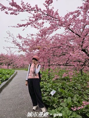 【台中和平】2026福壽山農場千櫻園賞櫻季3010679