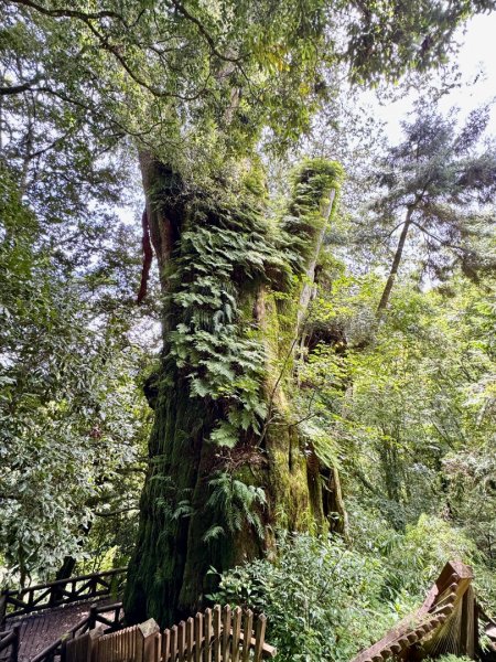 新中橫看玉山 首訪鹿林神木2836975
