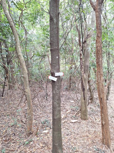 三段崎古道202401222696419