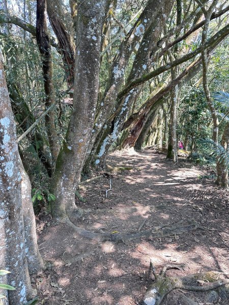 獵人古道上望美山連走瓊山2463636