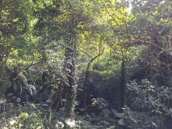 《南投》瀑布茶園｜竹山瑞龍瀑布步道及山坪頂茶山七星步道202609273124262