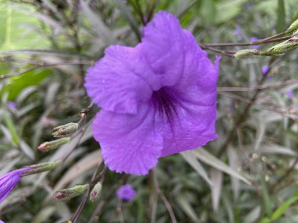 搭安坑輕軌到二叭子植物園2350528