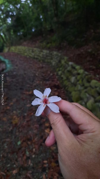 《彰化》西北雨後｜花壇大嶺巷步道群O繞202408242579756