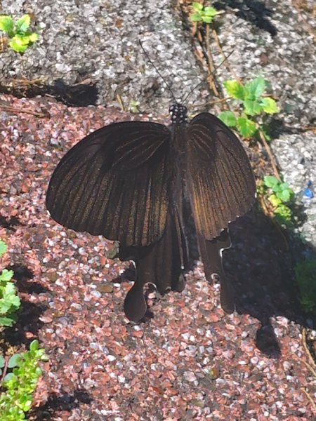 達娜伊谷-里美避難步道-巨石板步道-約富霓2788590