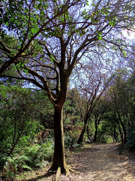 【基隆-臺灣百大步道】姜子寮山和泰安瀑布1268261