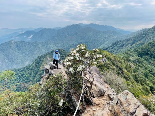 鳶嘴賞高山杜鵑1355783