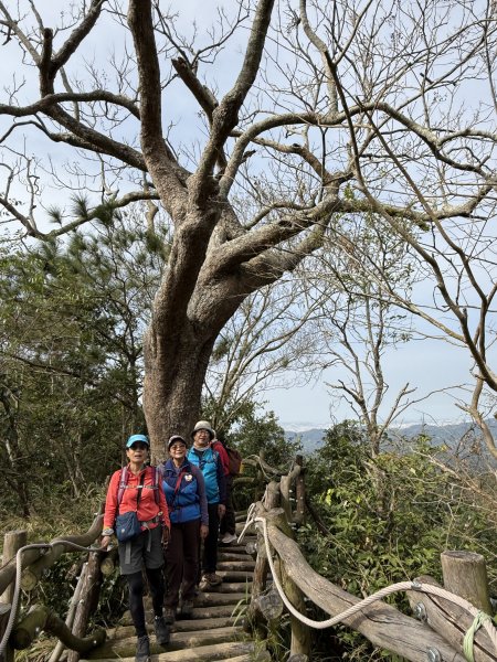 頭嵙山二嵙山O形2690492