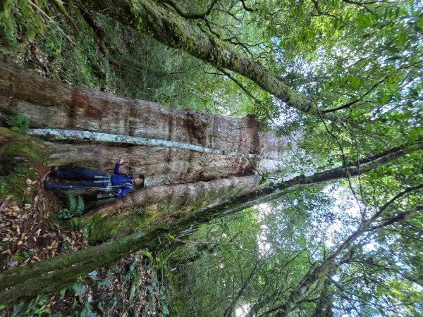 干卓萬山單座百岳驚見‘’萬大豹、水鹿大軍、圓月、雲海、藍天大景2632649