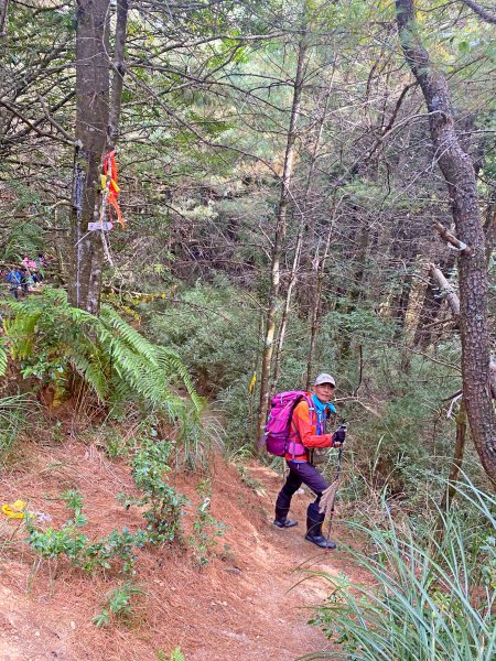 樂山鐵道順登鹿坑山.南比林山.尤命神木1164399