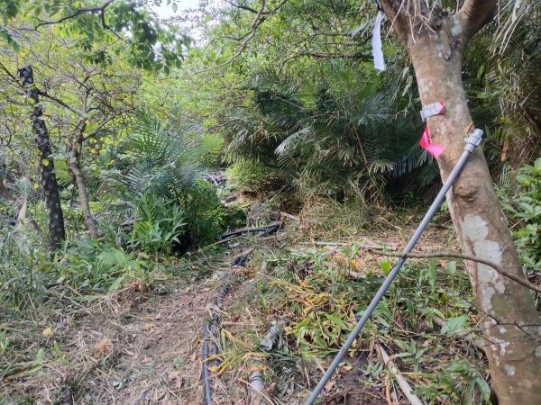 貢寮區龍洞坑古道+苦苓嶺+南雅山+海園古道O型2954600