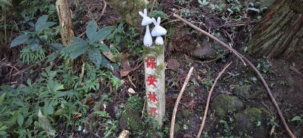 2025/11/22_五指山橫向登山步道+仙洞步道 O型2944175