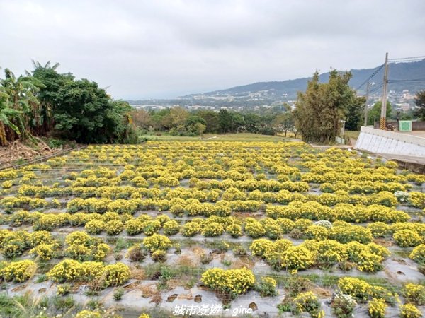 【苗栗】賞花趣~銅鑼杭菊x通霄蒜香藤花廊2945986