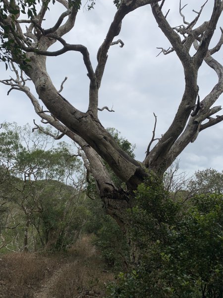 20250404屏東北獅子頭山-霧里乙山2757464