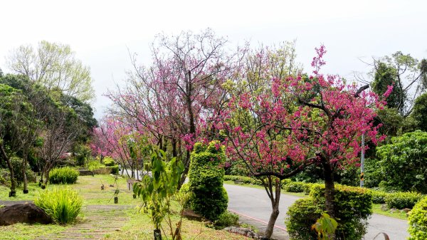《西江月。竹子湖春》2721783
