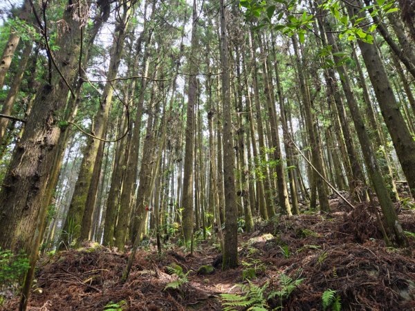 二萬坪山、二萬坪森林步道3055587