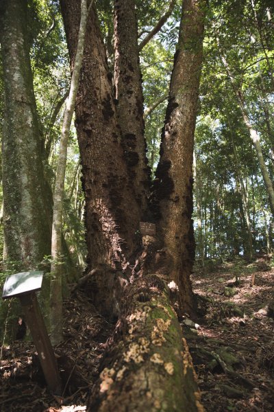 八仙山-夏日避暑好所在631688
