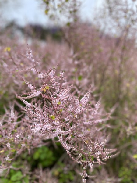 20250224 南投粉紅山丘麝香木秘境2743817