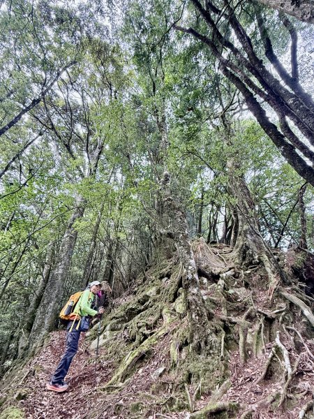 船型山神木悠遊    2025.09.222893827