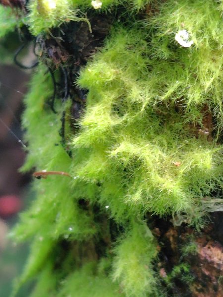 鳳鳴古道 鳳鳴山 南隘勇（南長城）古道 三湖山 八達嶺（龍骨）古道 綠色古道 延平古道2975335