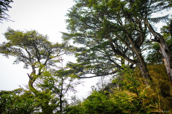 孟春．一個人的武陵(Day1雨日)3030830