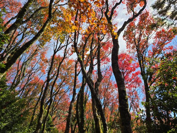 鳶嘴稍來山之楓紅／雲海2974033