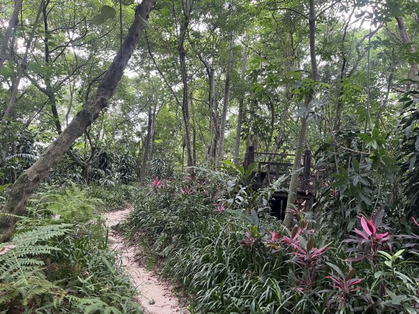 [微笑山線_第五段] 2025_0705 天上山系_國旗嶺2830069