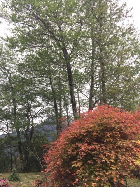 雲霧步道938098