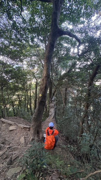 山毛櫸「最後一舞」2955240