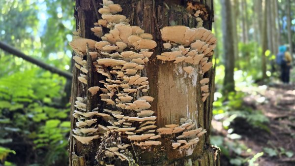 民都有山，夏日首選，好涼爽的中級山，新竹熱門登山景點，時而陽光穿林，時而濃霧彌漫，非常迷人。2827242