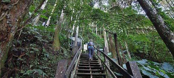 2025/11/22_五指山橫向登山步道+仙洞步道 O型2944178