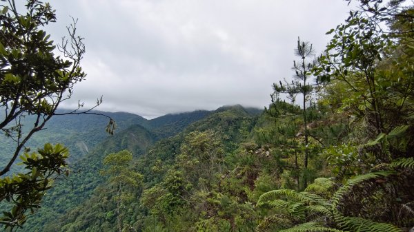 粉紅水晶蘭(長壽山~醜崠山下切出林道24.5k)2186320