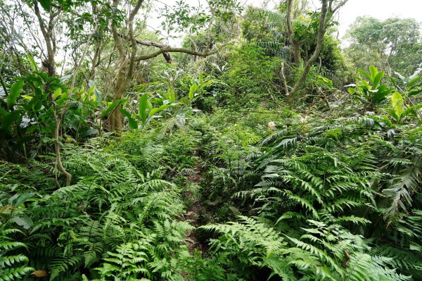 臺北 文山 指南山、猴山岳、魚衡山、大前坑山、猴山坑山、祥光寺後山、金頭山2774995